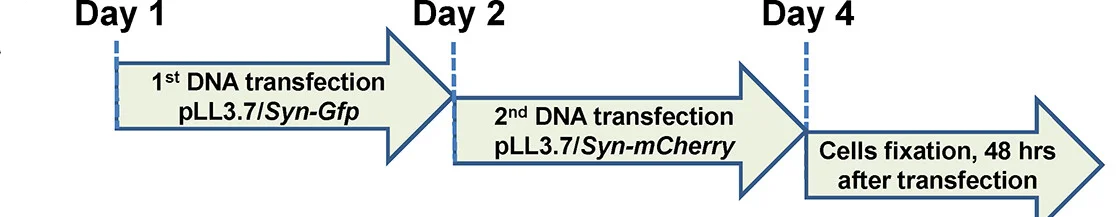 Open access visualization of Workflow, Flowchart, Serial Transfection, Primary Neurons, GFP