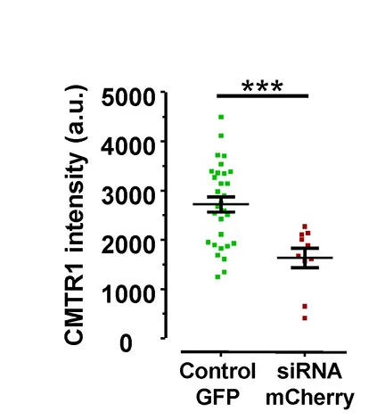 Open access visualization of Scatter Plot, Error Bars, Quantitative Data, CMTR1 Intensity, Dendritic Number