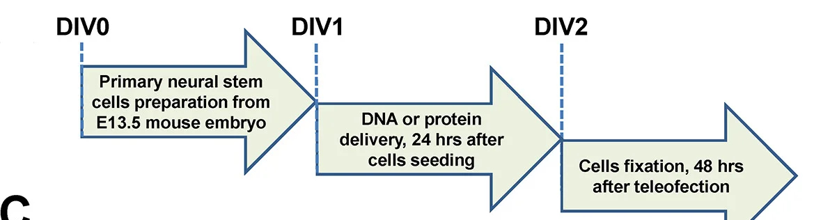 Open access visualization of Workflow, Flowchart, Experiment Design, Nucleic Acid, Neural Stem Cells