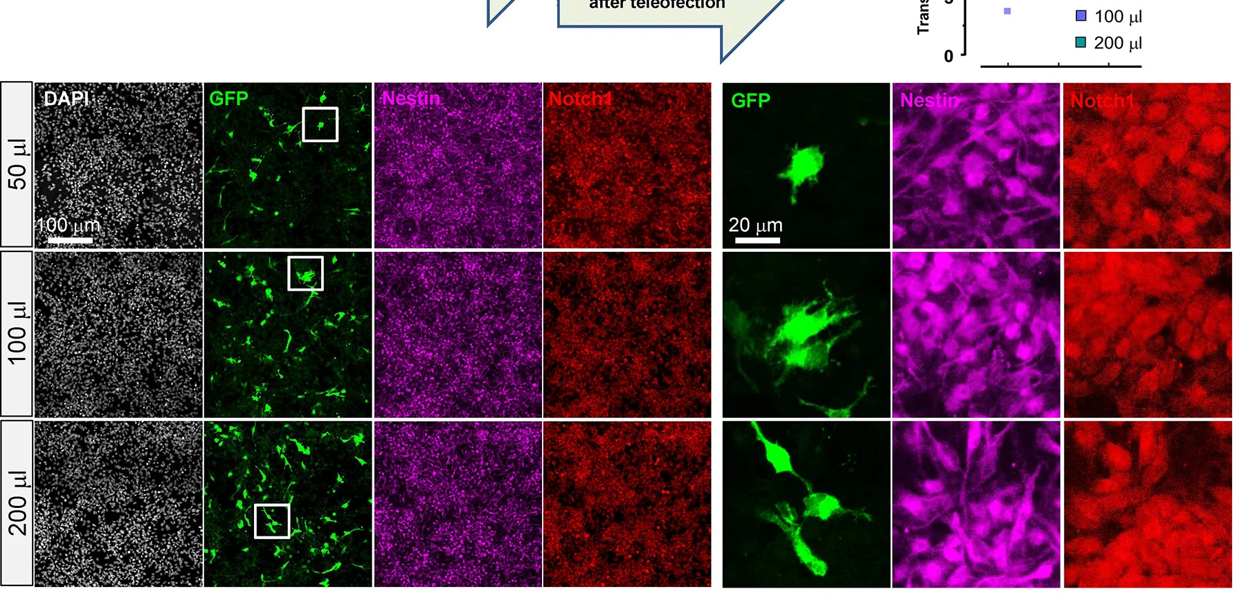Open access visualization of Microscopy, Scatter Plot, Representative Images, GFP-Positive Cells, Teleofection