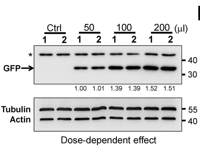 Open access visualization of Gel, Expression Level, GFP, Dose-Dependent, Western Blotting