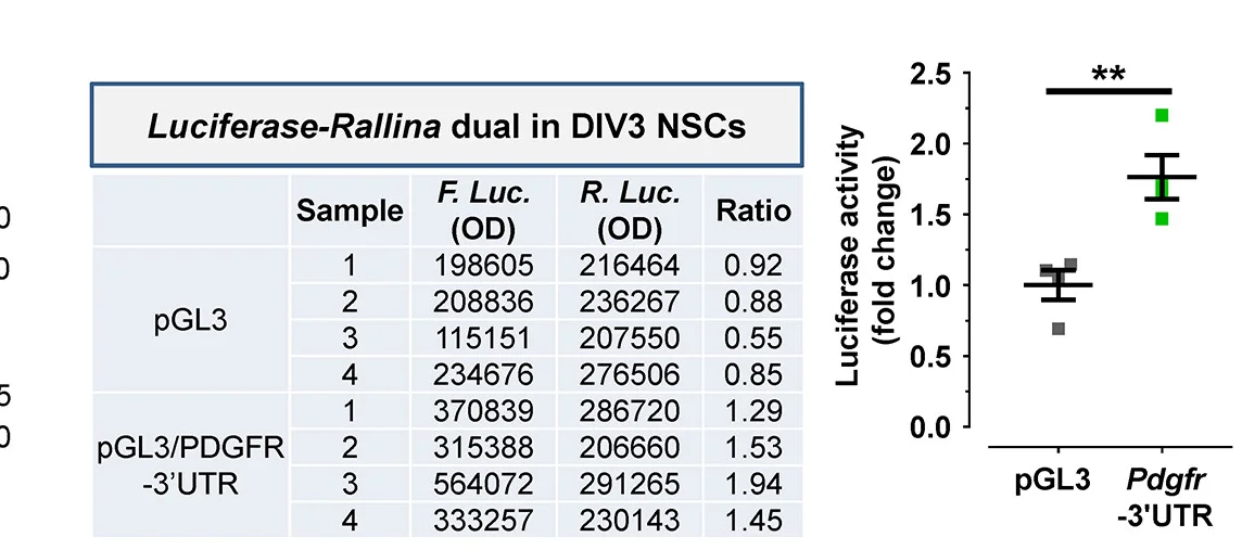 Open access visualization of Scatter Plot, Error Bars, Table Image, Firefly Luciferase, Rellina Luciferase