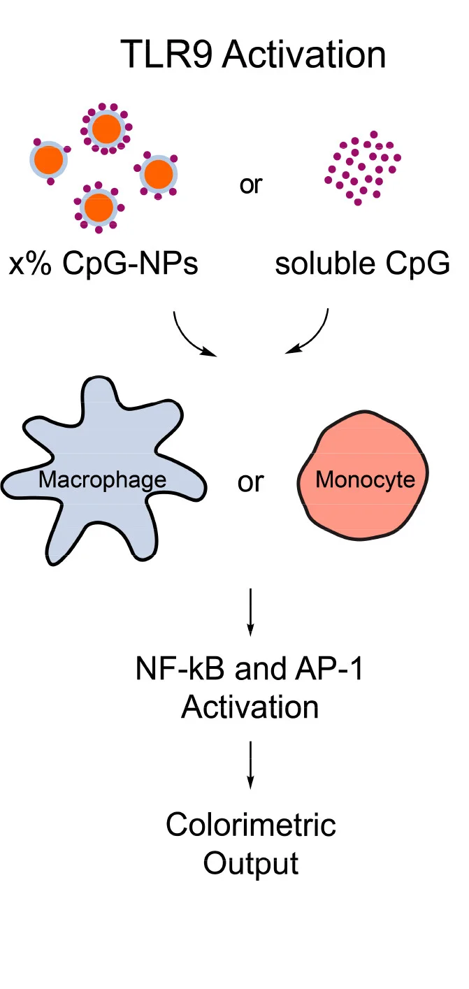 Open access visualization of Workflow, Flowchart, Illustration, CpG-NPs, RAW-Blue Macrophage Cells