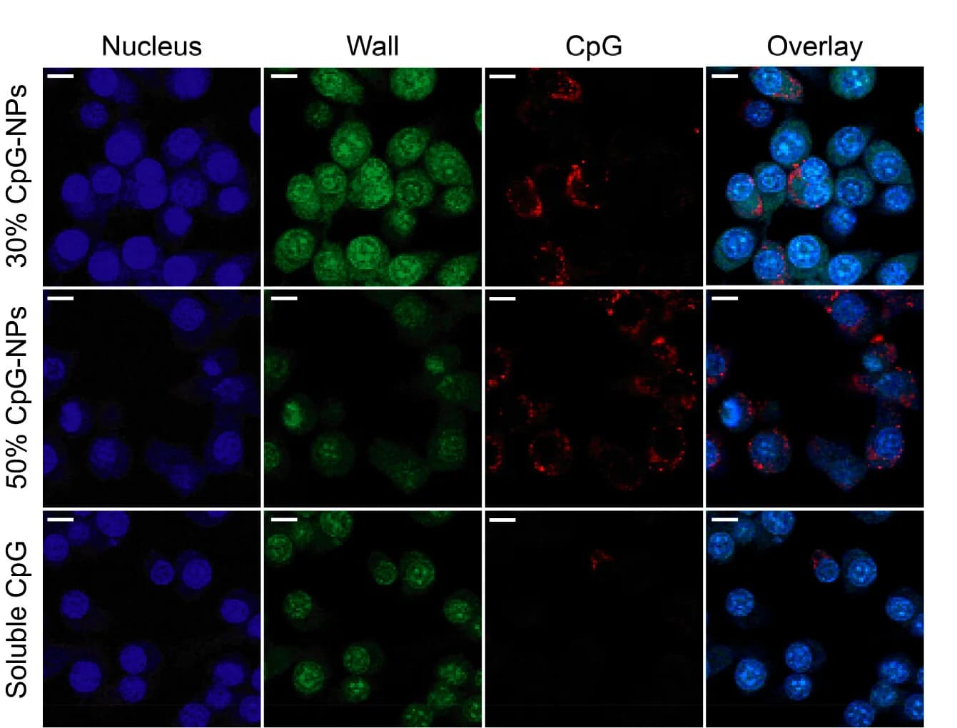 Open access visualization of Microscopy, Confocal Microscopy, Cellular Uptake, RAW-Blue Cells, CpG Formulations