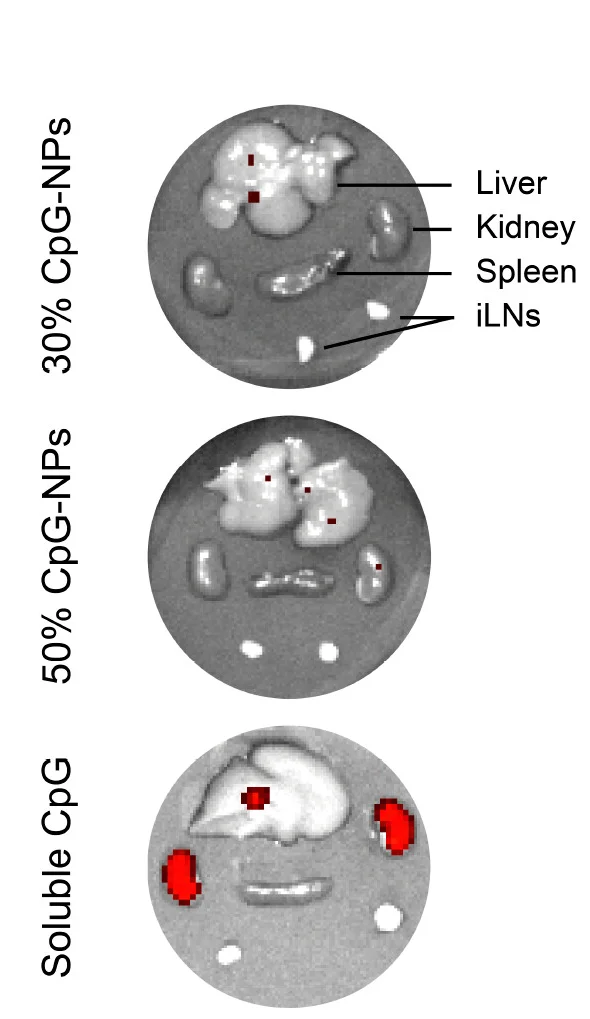 Open access visualization of Photo, Cy5-conjugated CpG, Organ Accumulation, In vivo Imaging, ANOVA