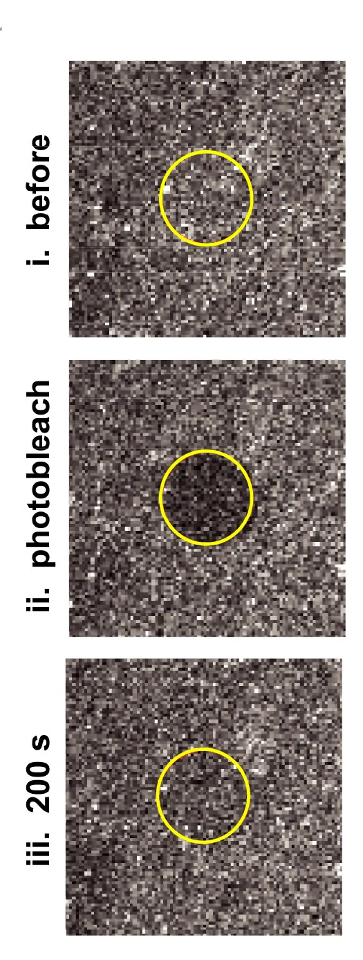 Open access visualization of Microscopy, FRAP Microscopy, Photobleaching, Fluorescence Recovery
