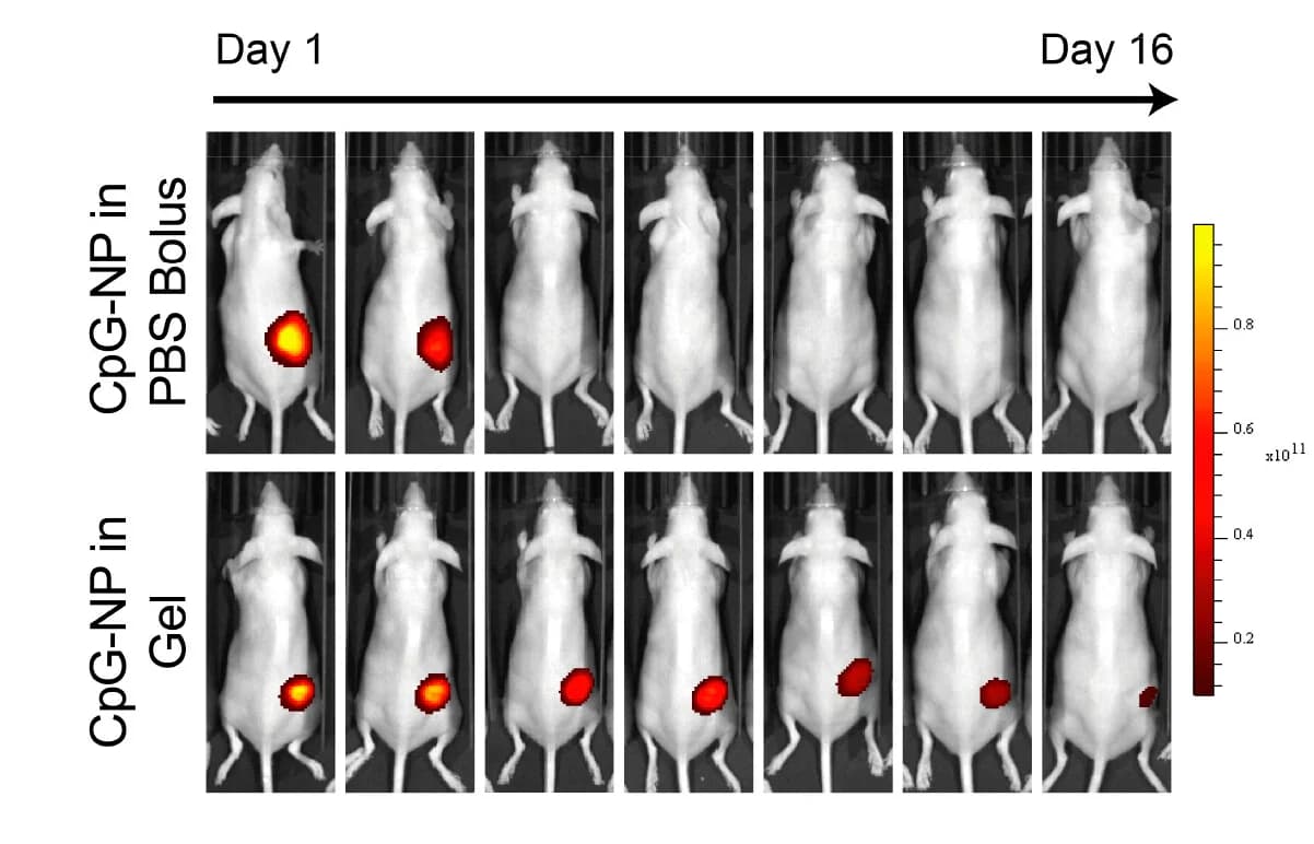 Open access visualization of Photo, CpG-NP, Bolus, Gel, Subcutaneous Immunization