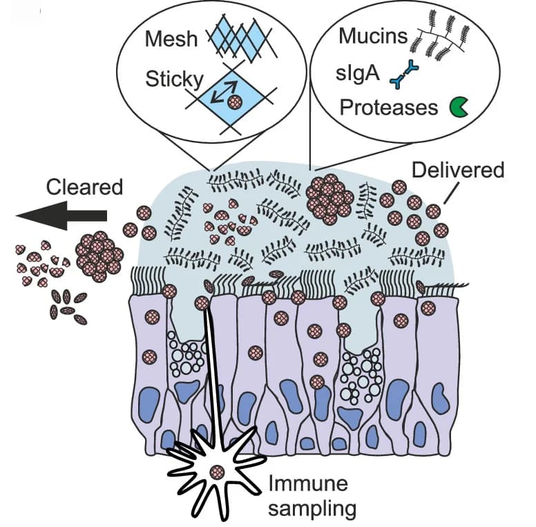 Open access visualization of Illustration, Workflow, Virus-Like Particles, Mucosal Factors, Stability