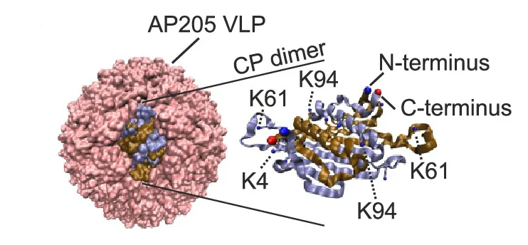 Open access visualization of Protein Structure, AP205 VLP, Coat Protein, Monomer, Lysine Residues