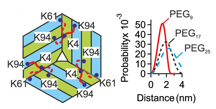 Open access visualization of Line Plot, Illustration, AP205 CP, Lysine Residues, Cross-linking
