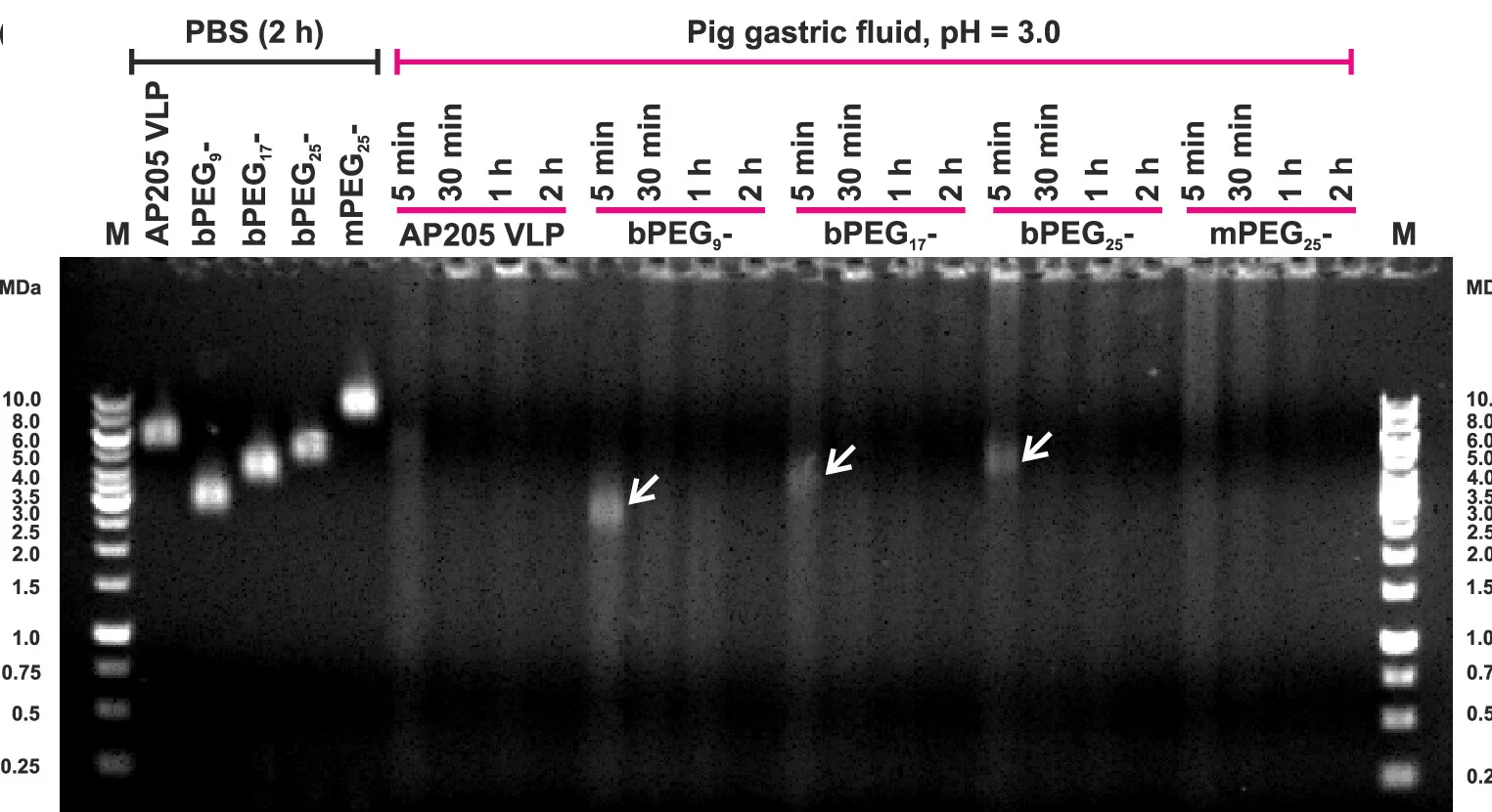 Open access visualization of Gel, Agarose Gel Electrophoresis, AP205 VLP, bPEG9-AP205 VLP, bPEG17-AP205 VLP