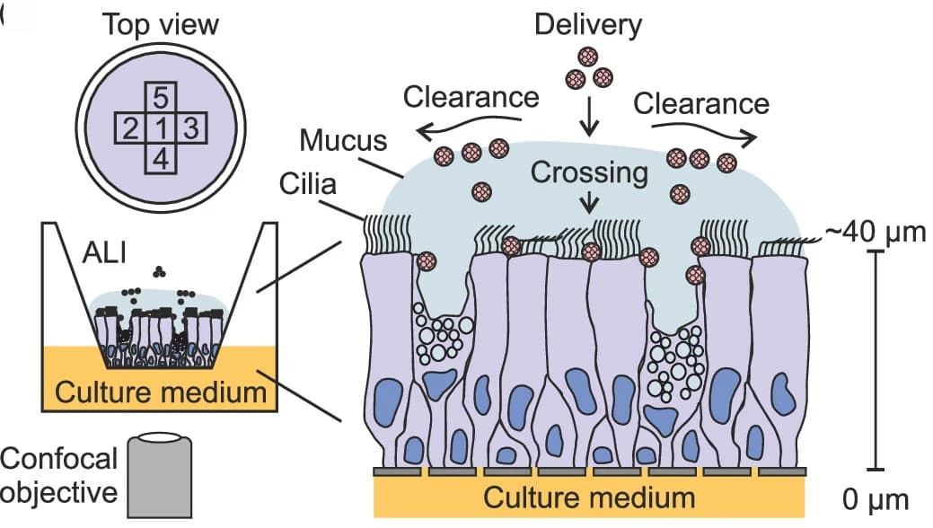 Open access visualization of Illustration, Nasal Epithelial Tissue, Virus-Like Particles, Confocal Microscopy, Mucus Translocation