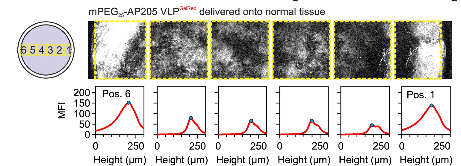 Open access visualization of Microscopy, Line Plot, Density Plot, Virus-Like Particles, Tissue Delivery