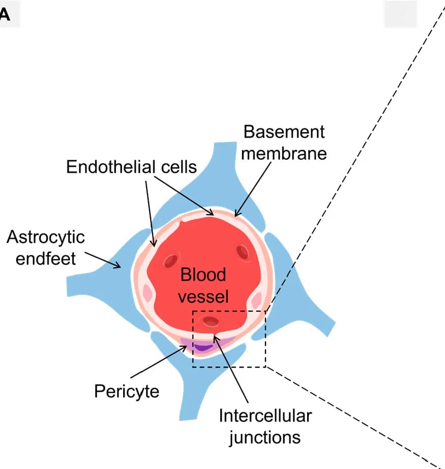 Open access visualization of Illustration, Brain Endothelial Connections, Tight Junctions, Gap Junctions, Adherens Junctions