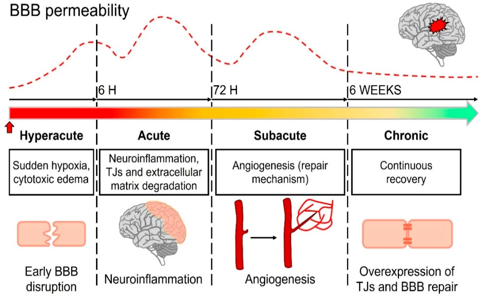 Open access visualization of Line Plot, Workflow, Illustration, Blood-Brain Barrier Permeability, Stroke