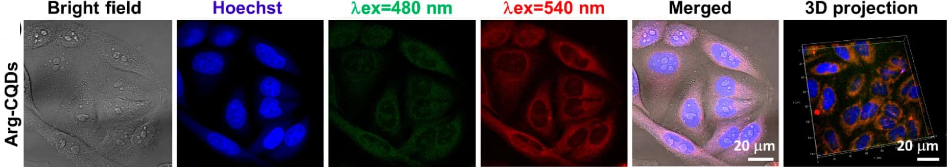 Open access visualization of Microscopy, 3D Plot, Arg-CQDs, Live Cell Imaging, Hela Cells