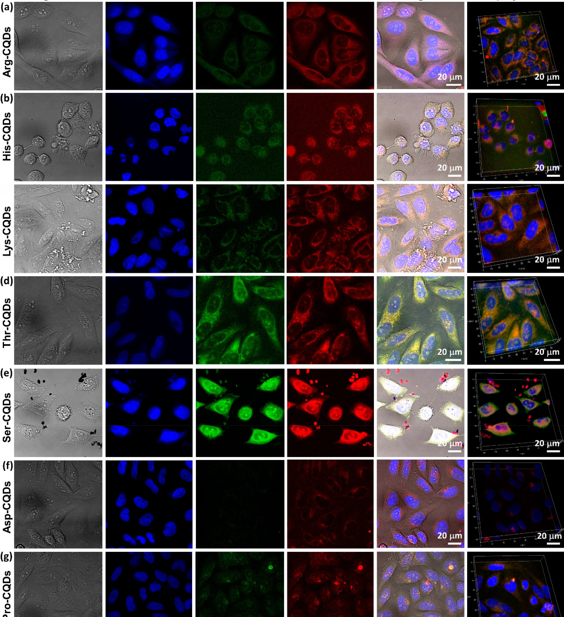 Open access visualization of Microscopy, Lys-CQDs, Live Cell Imaging, Hela Cells, Fluorescence Channels