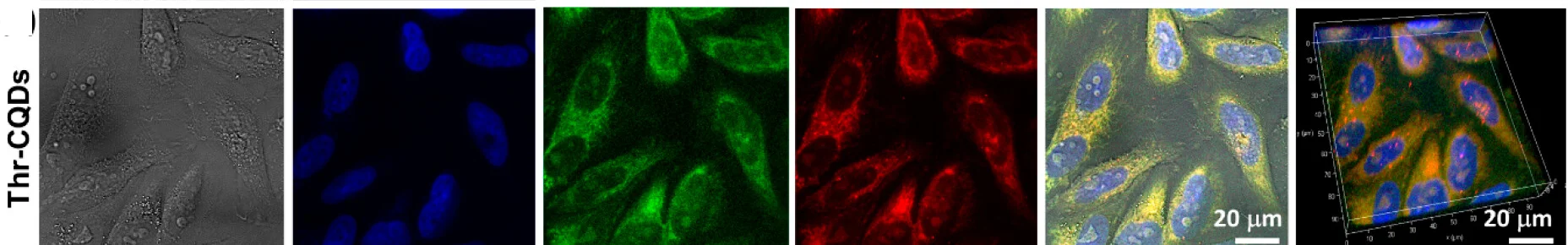 Open access visualization of Microscopy, 3D Plot, Thr-CQDs, Live Cell Imaging, Hela Cells