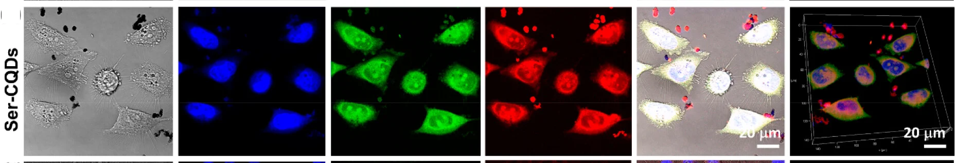 Open access visualization of Microscopy, Ser-CQDs, Live Cell Imaging, Hela Cells, Fluorescence Channels