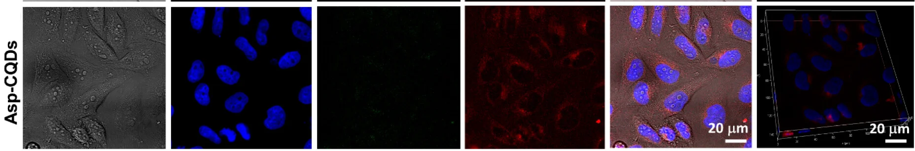 Open access visualization of Microscopy, Asp-CQDs, Live Cell Imaging, Hela Cells, Fluorescence Channels