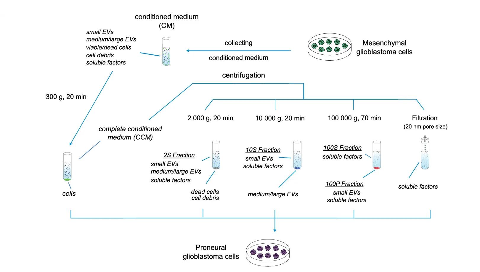 Open access visualization of Workflow, Flowchart, Illustration, Conditioned Medium, Ultracentrifugation