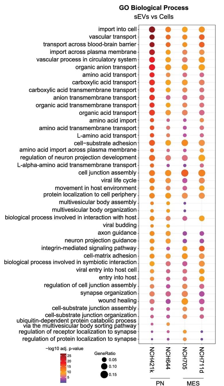 Open access visualization of Bubble Plot, Gene Ontology, Enrichment Analysis, Biological Process, Proteins