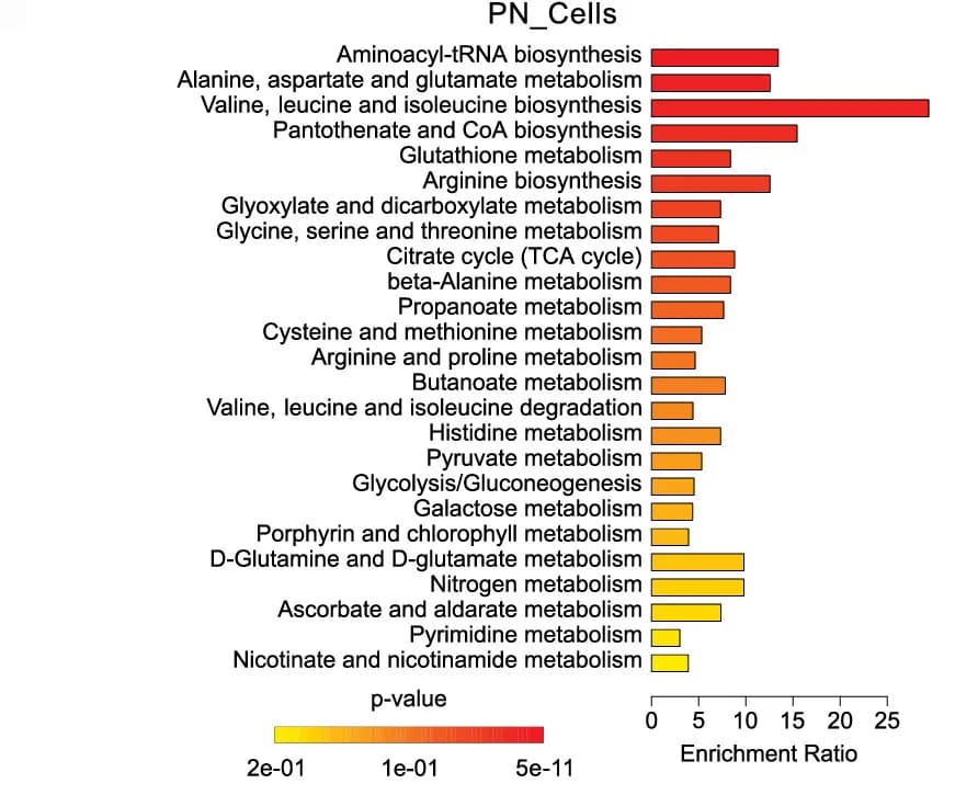 Open access visualization of Bar Plot, MSEA, Metabolic Sets, PN GSCs, MES GSCs