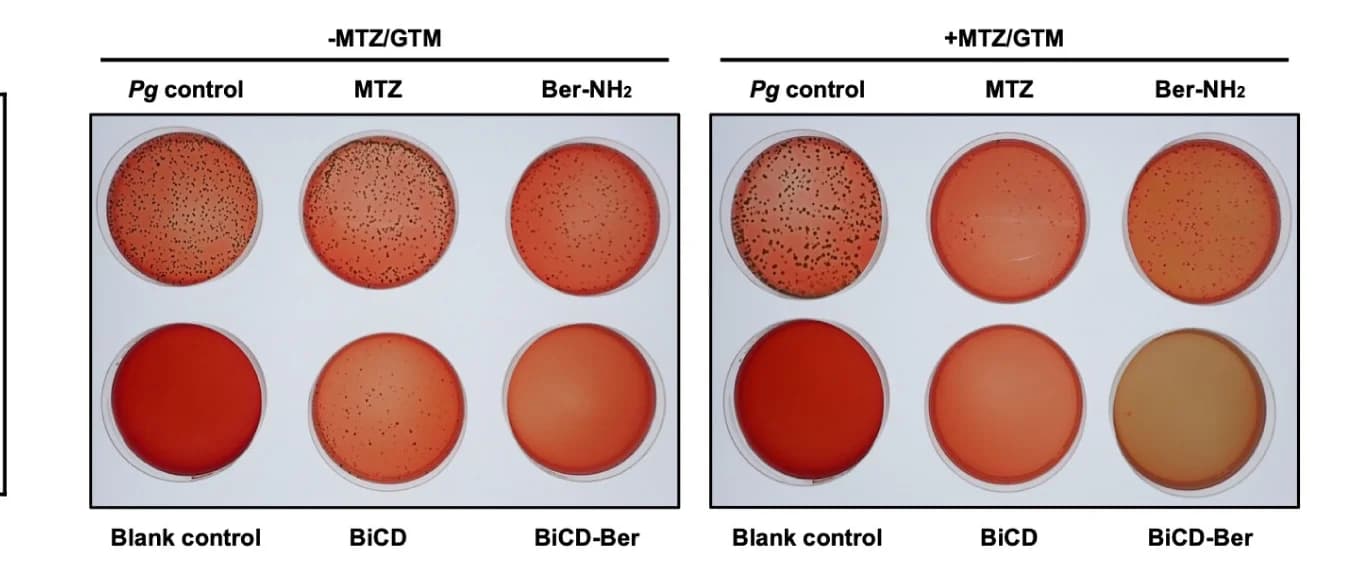 Open access visualization of Photo, Colony Formation, pHGF, Lysis Samples, Eradication Efficiency