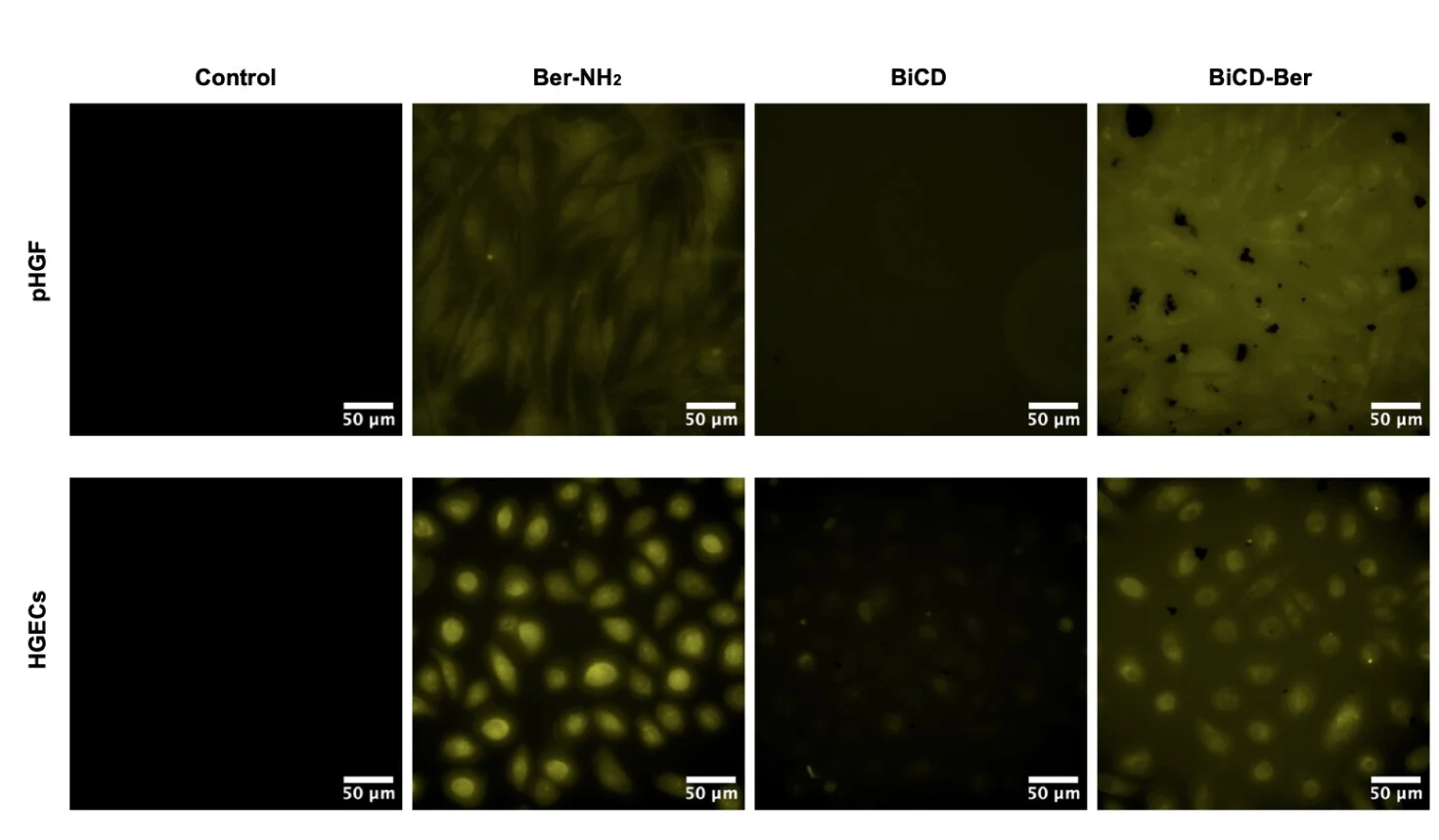 Open access visualization of Microscopy, Fluorescent Images, BiCD, Ber-NH2, BiCD-Ber