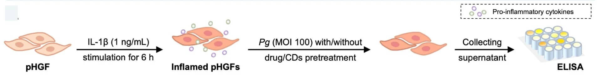 Open access visualization of Workflow, Flowchart, ELISA, pHGF, IL-1β