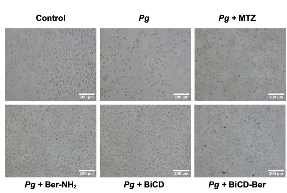 Open access visualization of Microscopy, Optical Images, Cell Attachment, Cell Junction