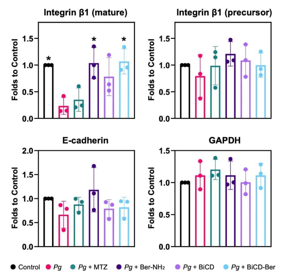 Open access visualization of Bar Plot, Error Bars, Scatter Plot, Protein Blots, Statistical Analysis
