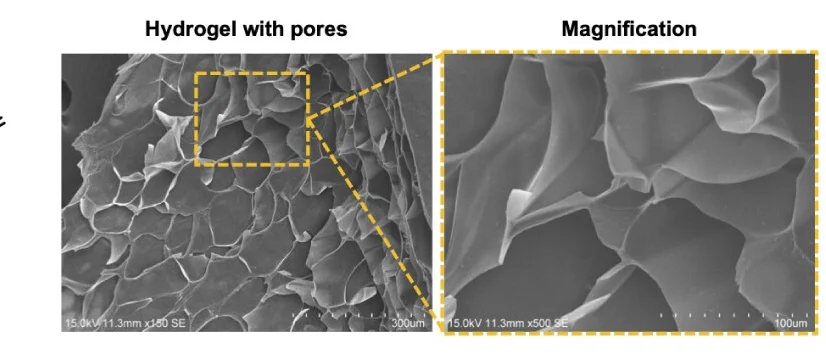 Open access visualization of Microscopy, SEM Images, Hydrogel, Porous Structure, Nanomedicines