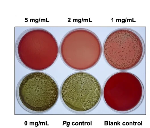 Open access visualization of Photo, Supernatants, Blood Agar Plates, Anaerobic Culture, Anti-Pg Effects