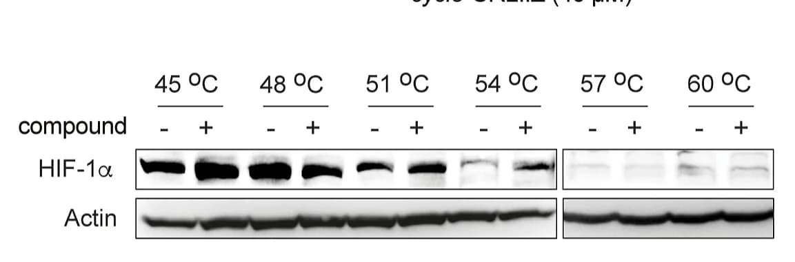 Open access visualization of Gel, Cellular Thermal Shift Assay, cyclo-CRLII(4-iodo)F, HIF-1 Alpha, Intensity Band