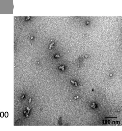 Open access visualization of Microscopy, TEM Images, NMP, Amphiphile, Uranyl Acetate
