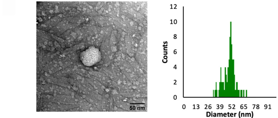 Open access visualization of Microscopy, Histogram, TEM Images, Population Distribution, C16cyclenZn2+