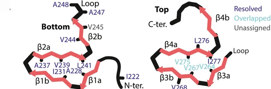 Open access visualization of Illustration, HET-s(218–289) structure, PDB ID2KJ3, Ala, Leu