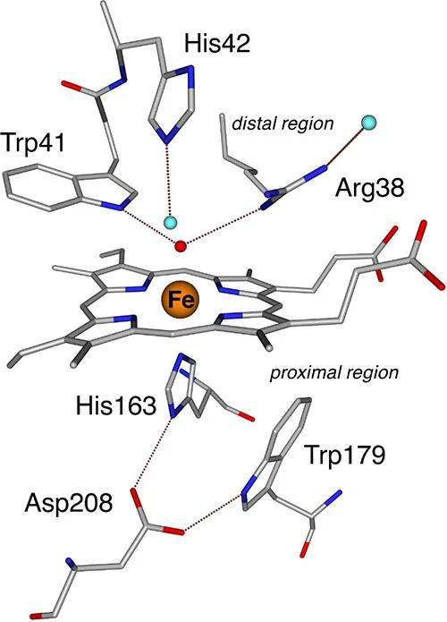 Open access visualization of Protein Structure, Chemical Structure, Ascorbate Peroxidase, Active Site, Structural Studies