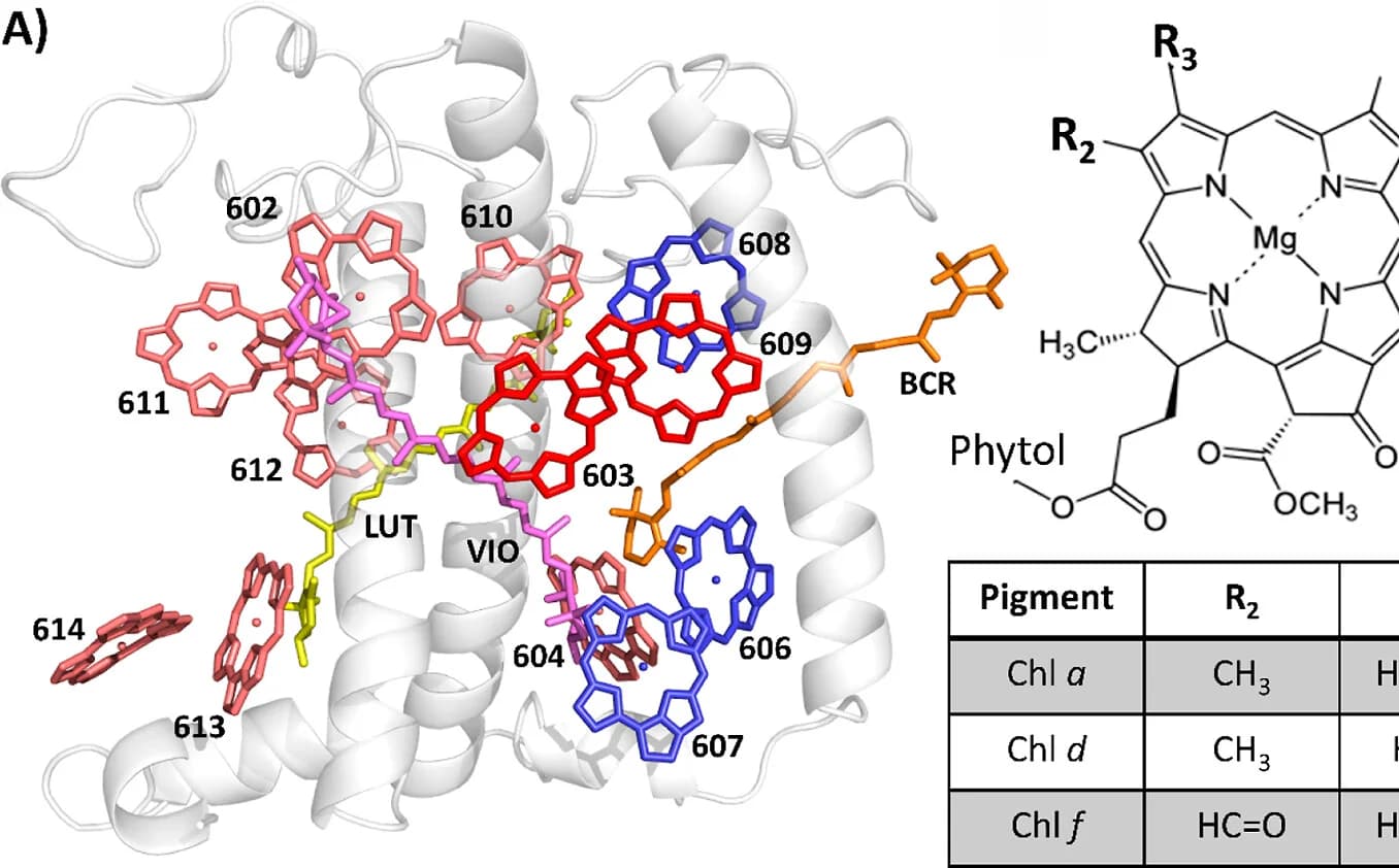 Open access visualization of Protein Structure, Chemical Structure, Table Image, Chlorophyll, Molecular Structure