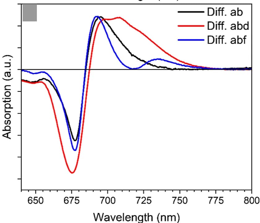 Open access visualization of Line Plot, Difference Absorption Spectra, Chl Qyregion, Lhca4 Complex, N47H Mutant