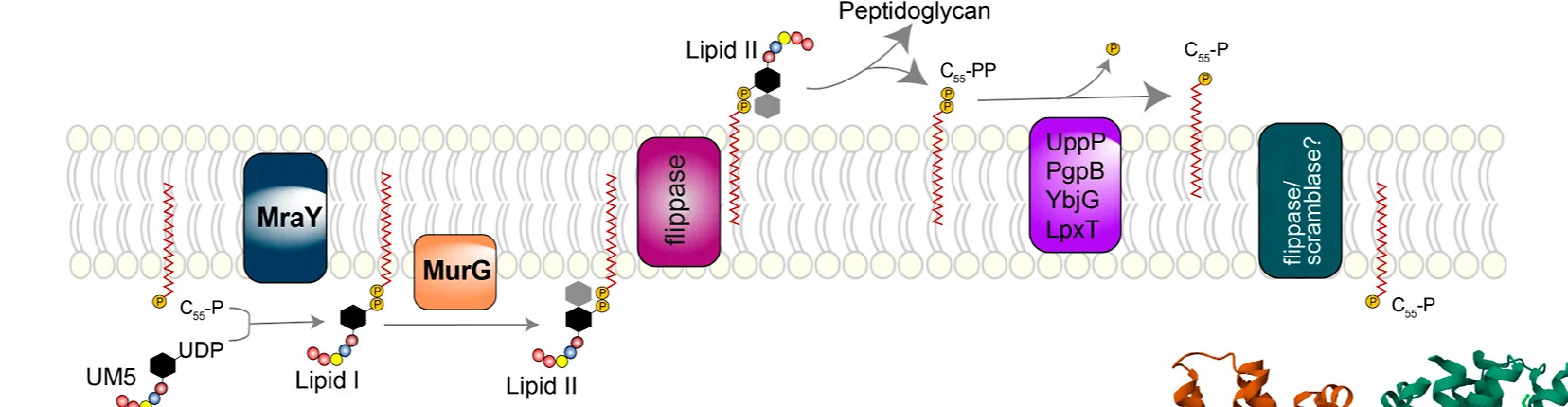 Open access visualization of Workflow, Pathway, Illustration, Chemical Structure, Peptidoglycan Synthesis