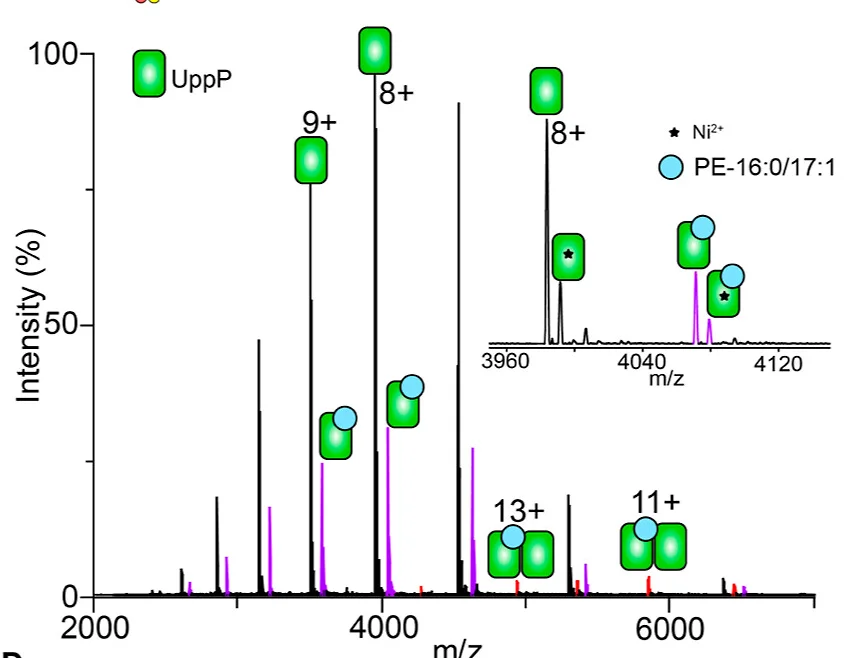 Open access visualization of Bar Plot, Mass Spectrum, UppP, LDAO Micelles, Apo Monomer