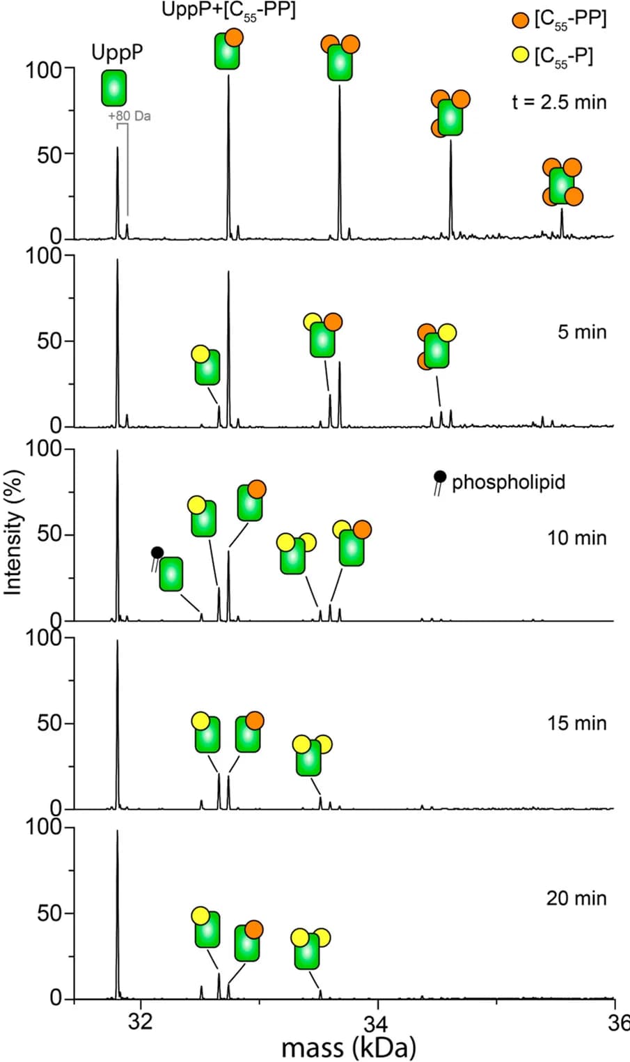 Open access visualization of Line Plot, Mass Spectra, E. coli UppP, C55-PP, C55-P