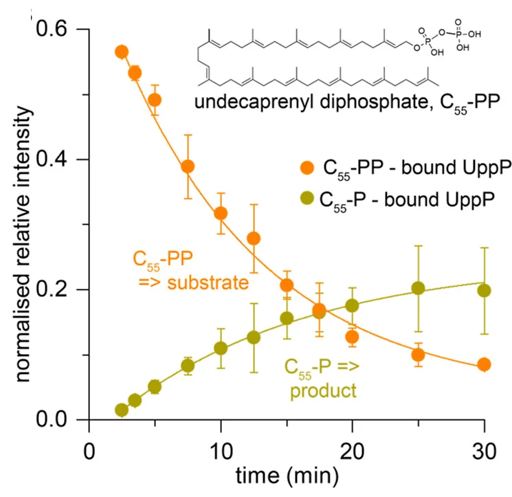 Open access visualization of Line Plot, Error Bars, Relative Intensities, UppP, C55-PP