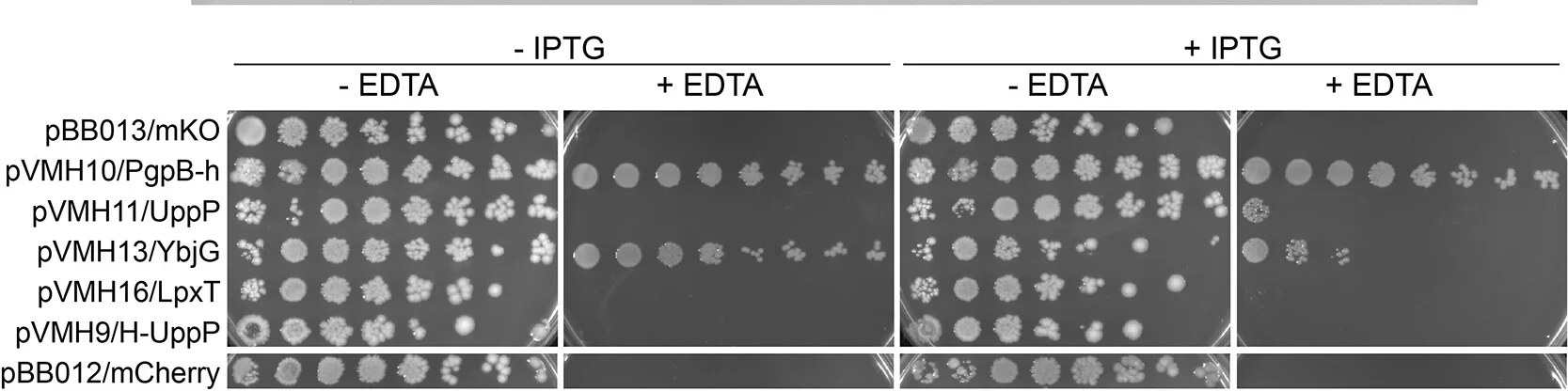 Open access visualization of Gel, Spot Plate Assay, BW25113 pgpBybjGlpp::kan, EDTA, Plasmids