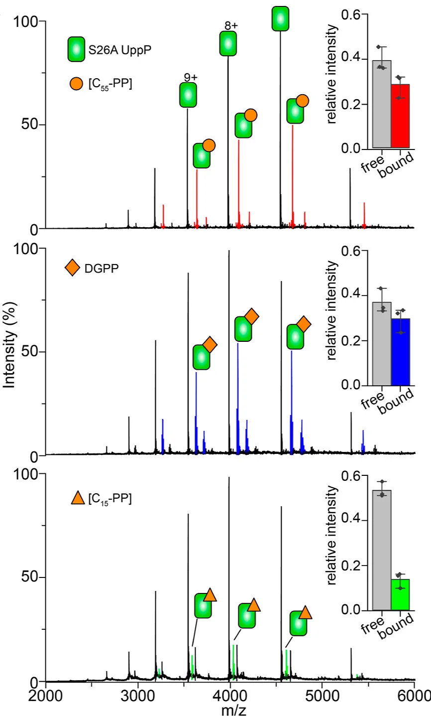 Open access visualization of Line Plot, Bar Plot, Error Bars, UppP, C55-PP