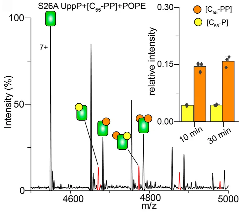 Open access visualization of Line Plot, Bar Plot, Clustered, UppP, C55-PP