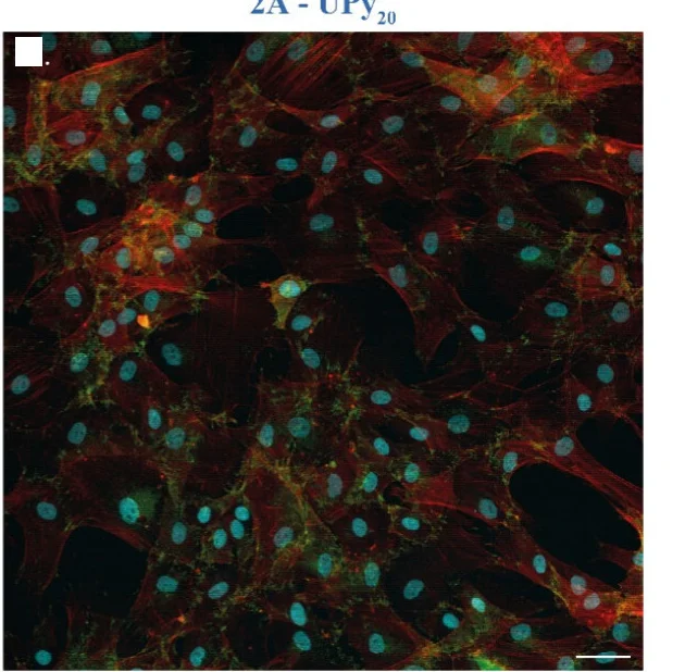 Open access visualization of Microscopy, HNDFs, f-actin, Nucleus, Focal Adhesions