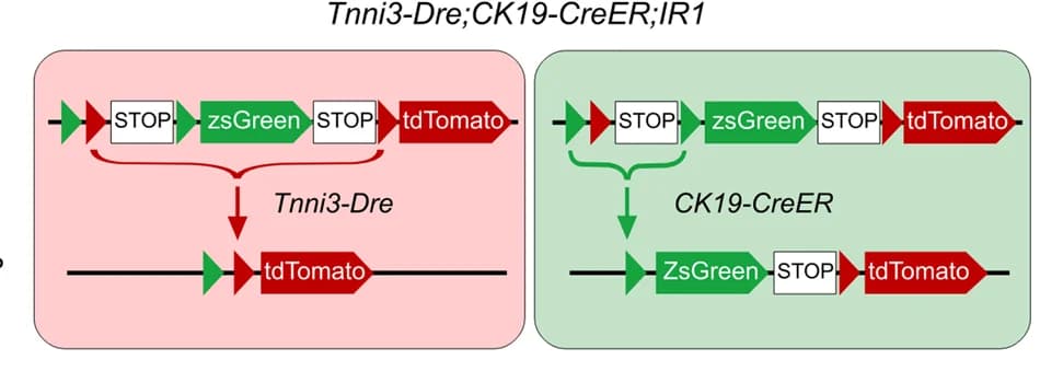 Open access visualization of Workflow, Illustration, Pancreatic Ductal Cells, Acinar Cells, Tnni3-Dre;CK19-CreER;IR1